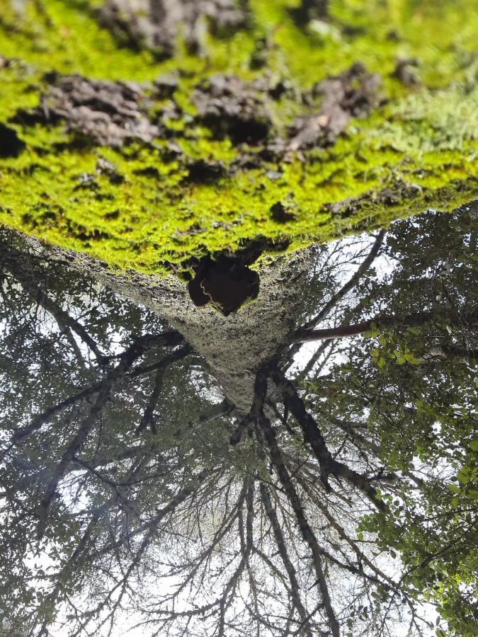 La Pommeraie D'Ifrane Ifrane  Eksteriør billede
